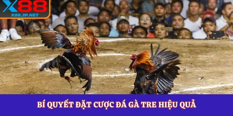 Bí quyết đặt cược đá gà tre hiệu quả